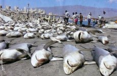 dead sharks.jpg