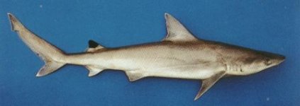 Black Spot Shark.jpg