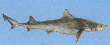 Smooth hound Shark.jpg