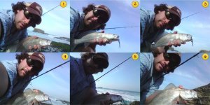fish.jpg