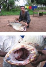 Tiger Fish.jpg