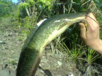 Barbel.jpg