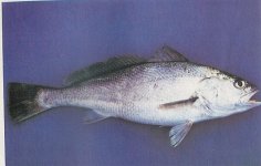 Squaretail Salmon.jpg