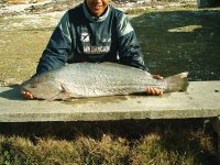 Brendons_Kob_at_Struisbaai2.jpg