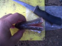 IMG00407-20120923-1735.jpg