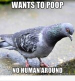 pigeon.jpg