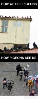 pigeons.jpg