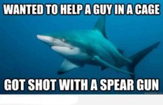 shark.jpg