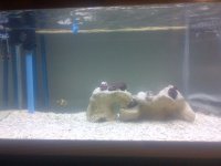a%20tank%205.jpg