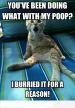 cat1.jpg
