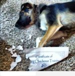dog1.jpg