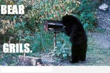 bear.jpg