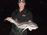 Striped Catshark 96cm Cinsta 131012.JPG