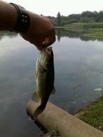 bass_floridaLake.jpg