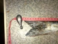 stinkiegallie51-1.jpg