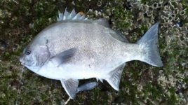 36cm%20tag%20gallie.jpg