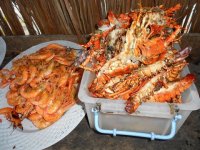 PRAWNS EN KREEF ##############.jpg