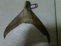 IMG00518-20130410-1916.jpg