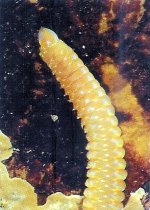 MOONSHINE WORM.jpg