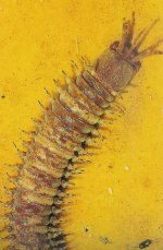 WONDER WORM.jpg