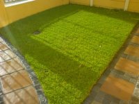 grass1..jpg