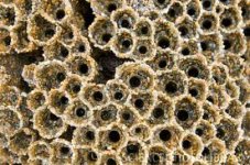 Cape Reef Worm.jpeg