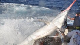 BLUE MARLIN IN CAIRNS.jpg