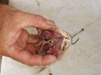 Catfishing016640x480.jpg