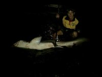 110kg male raggy 2.jpg