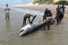 WHITE SHARK1.jpg