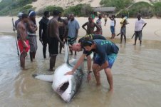 WHITE SHARK3.jpg