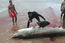 WHITE SHARK4.jpg