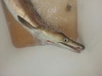 Richardsbay unknown fish.jpg