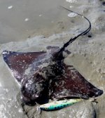 ray1.jpg