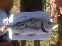 Spotted Grunter.JPG