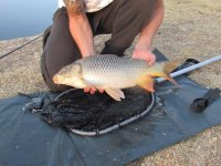Fish 1.jpg