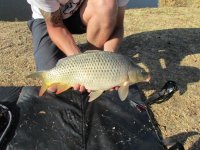 Fish 2.jpg