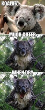 funny-animal-pictures-5 copy.jpg