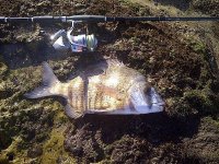 Wildeperd 43cm 2,37kg.jpg
