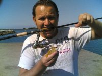 Bluebanded Snapper.jpg
