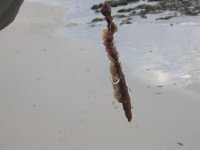 IMG_4046.JPG