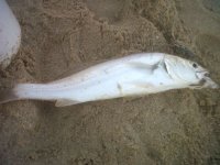 Mnandi 48cm-20141111.jpg