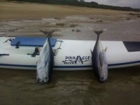 Tuna.jpg