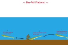 Flat head retreive pic.jpg