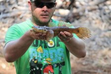 BUSH FISH_n.jpg