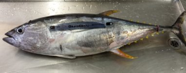 Tuna.png