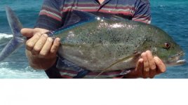 blue fin kingie.png