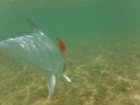 Queen fish.JPG