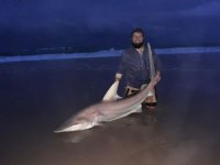 Spinner shark st lucia kzn.jpeg