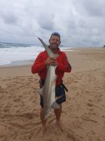 Spinner sharks off st lucia swimming beach kzn south africa.jpeg